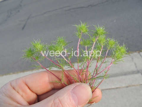 navarretia, needle-leaf